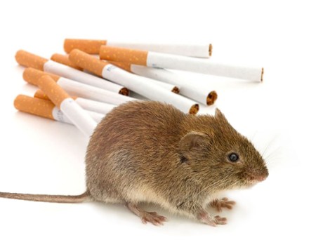 mouse-attracted-to-combustibles