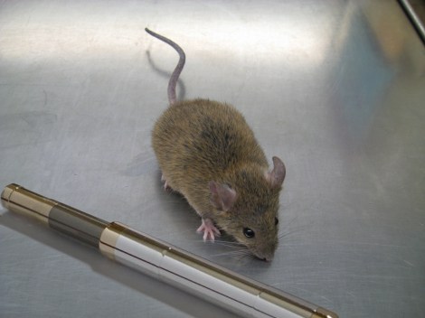 mouse-attracted-to-ecig